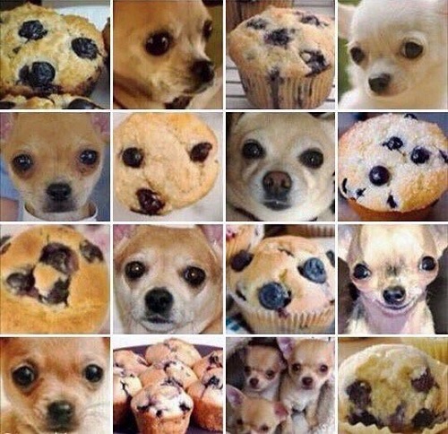 chihuahua or muffin.jpg